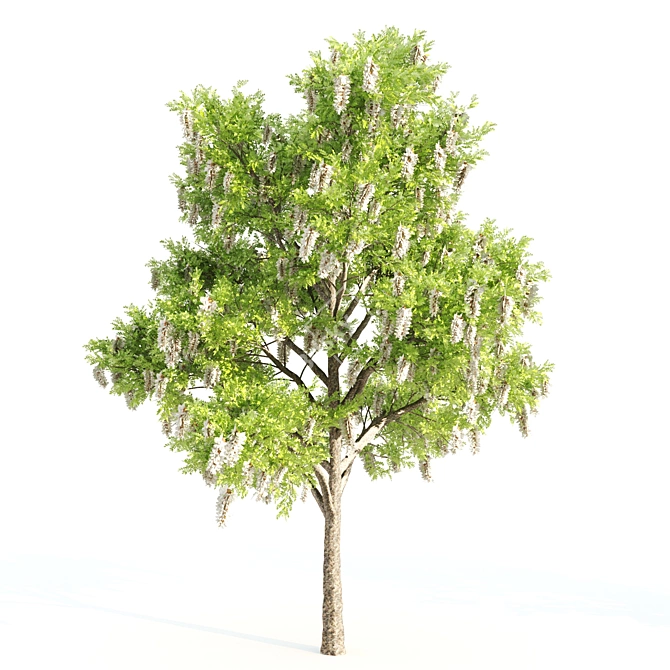 3-in-1 Tree Assortment: Willow, Eucalyptus, Acacia 3D model image 3