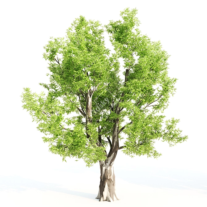 3-in-1 Tree Assortment: Willow, Eucalyptus, Acacia 3D model image 4