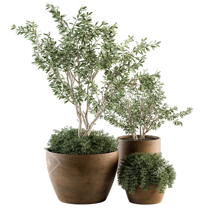 Lush Outdoor Olive Trees - Set 79 3D model image 4