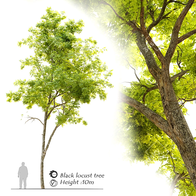 Black Locust Tree - Height 10m 3D model image 1