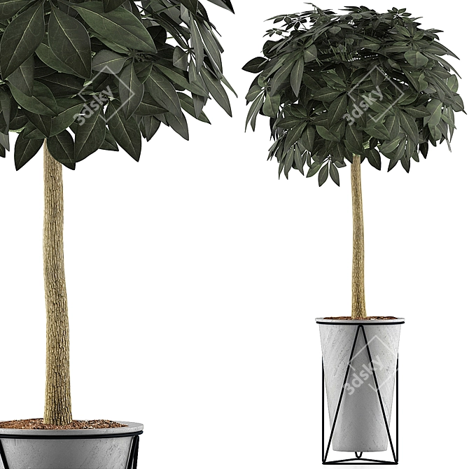 Exotic Plants Collection: Schefflera Arboricola 3D model image 1