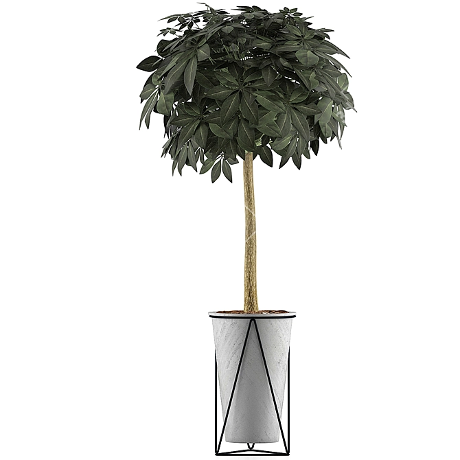 Exotic Plants Collection: Schefflera Arboricola 3D model image 2