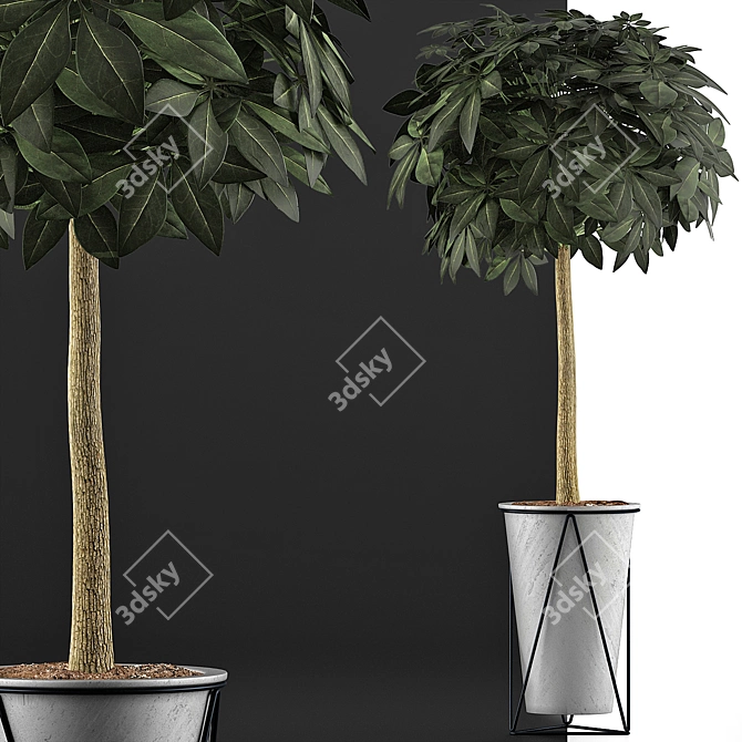 Exotic Plants Collection: Schefflera Arboricola 3D model image 3