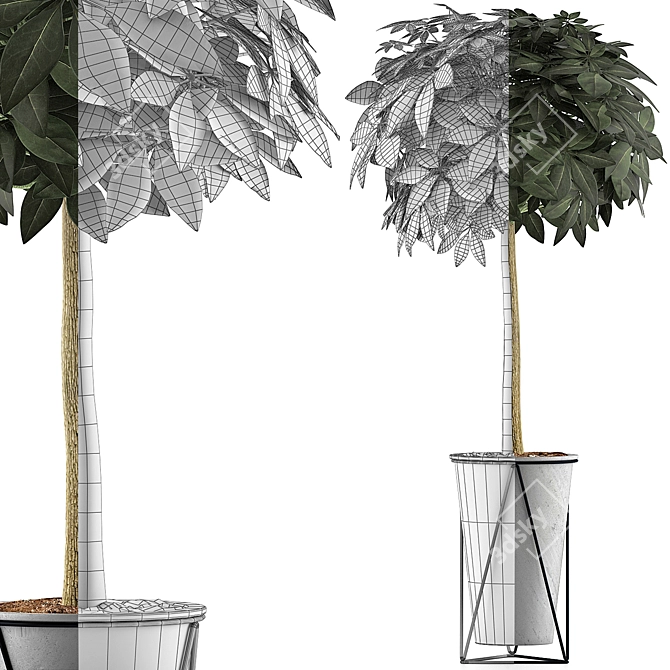 Exotic Plants Collection: Schefflera Arboricola 3D model image 4