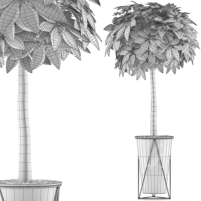 Exotic Plants Collection: Schefflera Arboricola 3D model image 5