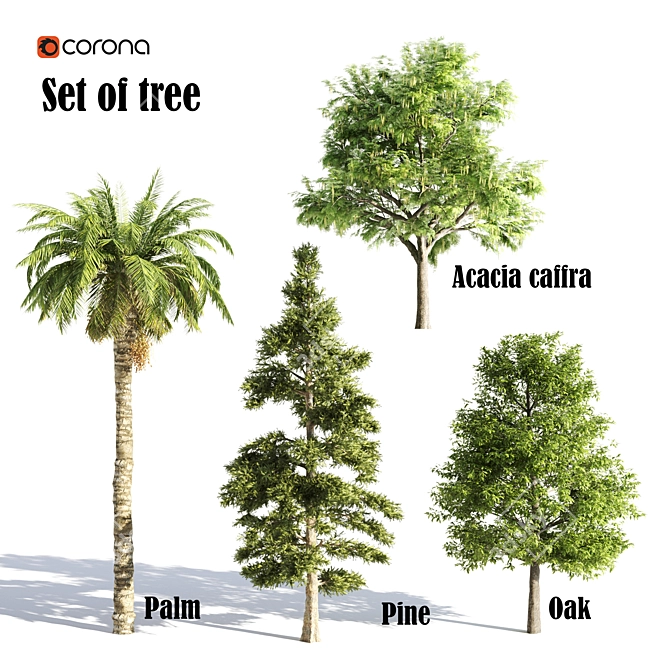 Tree016 Corona Set: Oak, Palm, Pine, Acacia Caffra 3D model image 4