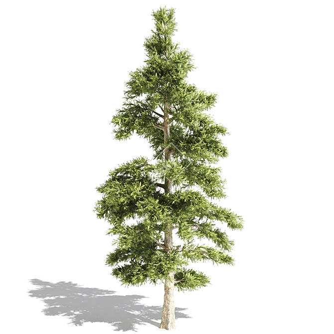 Tree016 Corona Set: Oak, Palm, Pine, Acacia Caffra 3D model image 5