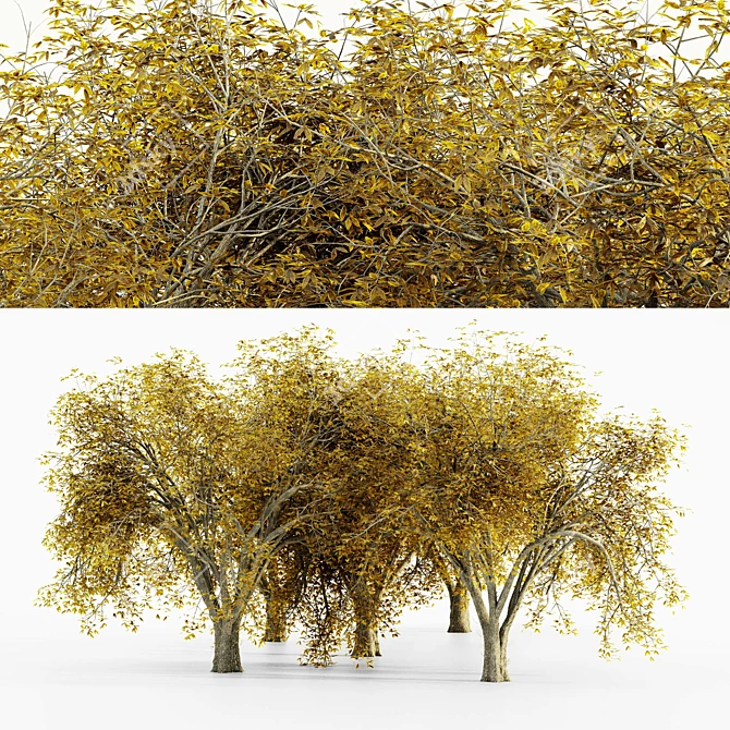 Autumn Elm Tree Collection 3D model image 1