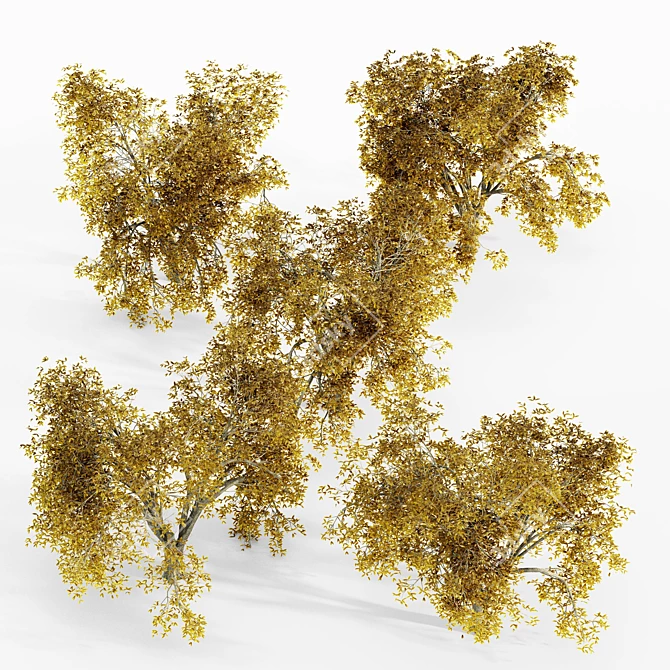 Autumn Elm Tree Collection 3D model image 2