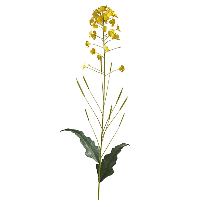 Pure Rapeseed Flower Oil 3D model image 1