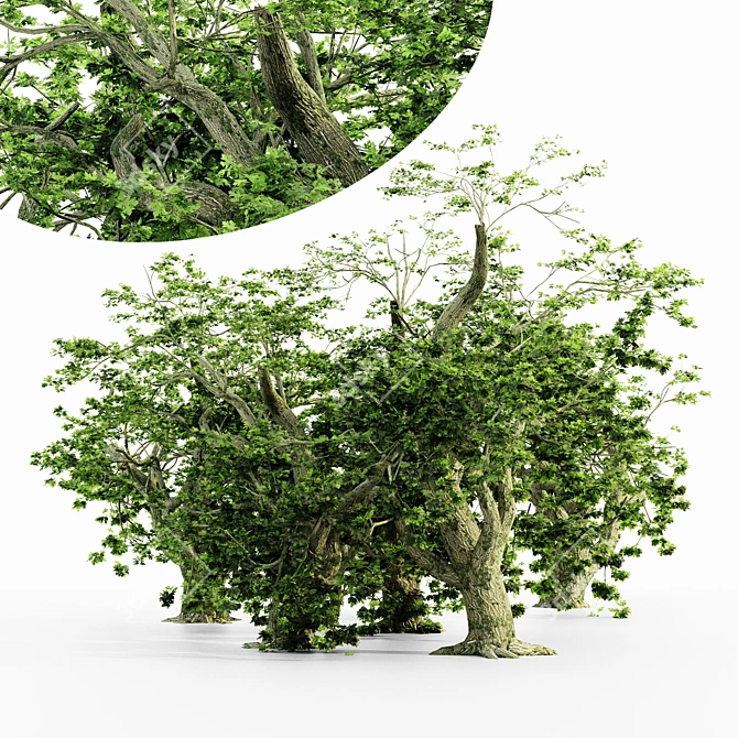  Majestic Maple Tree Collection 3D model image 1