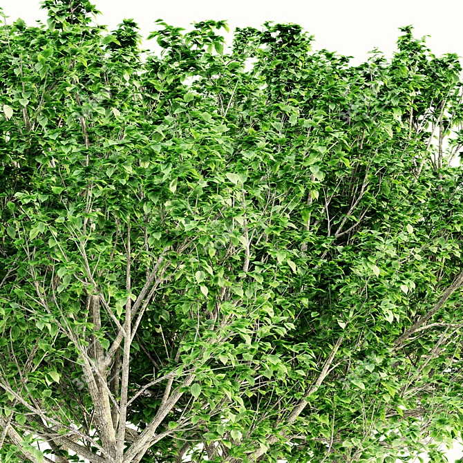 Graceful Bradford Pear Tree Collection 3D model image 2
