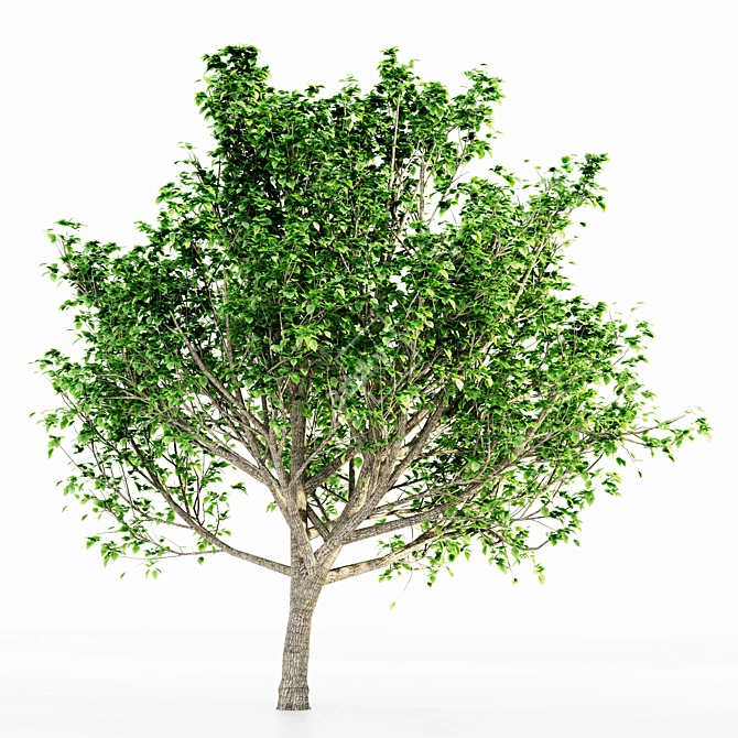 Graceful Bradford Pear Tree Collection 3D model image 3