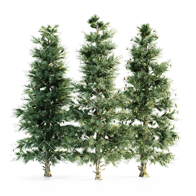 Blue Spruce Tree Collection: 3 Trees, Heights 8.9m, 8.3m, 8.5m 3D model image 1