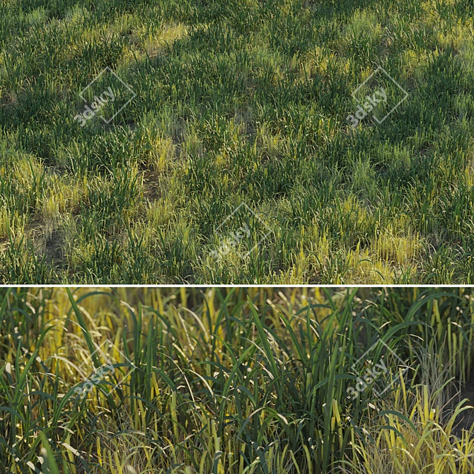 Natural Forest Grass Collection 3D model image 1