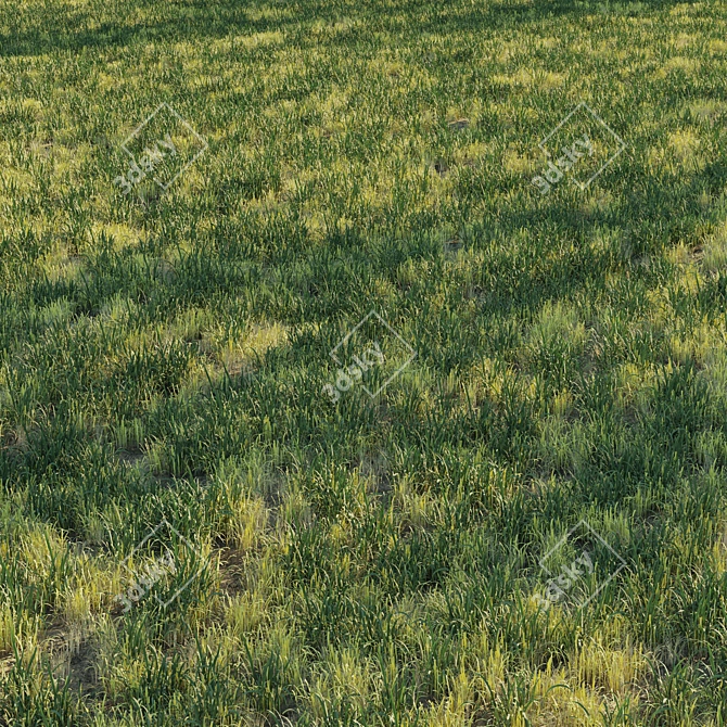 Natural Forest Grass Collection 3D model image 2