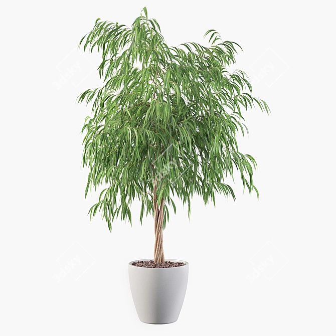 Ficus Ali Plants Collection 3D model image 1