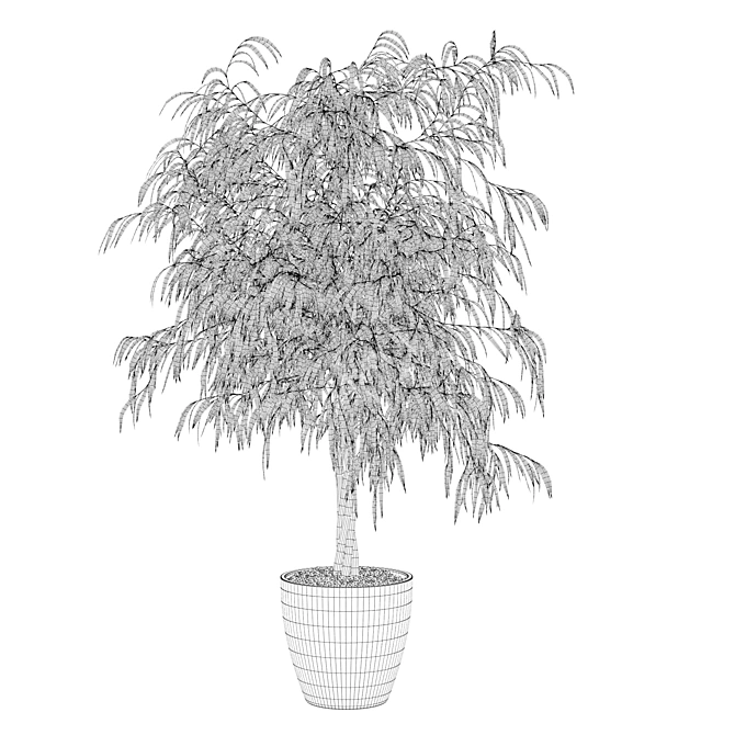 Ficus Ali Plants Collection 3D model image 2