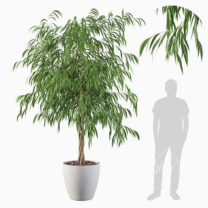 Ficus Ali Plants Collection 3D model image 3