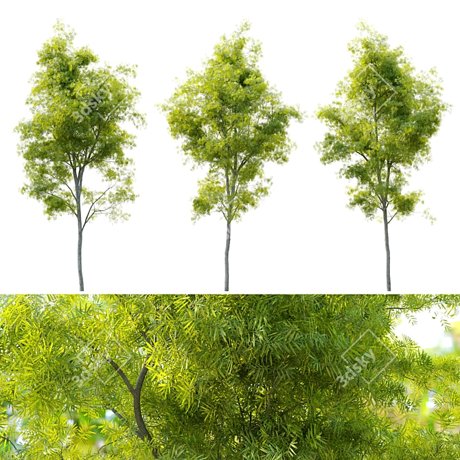 Water Wattle Tree: Acacia retinodes 3D model image 2