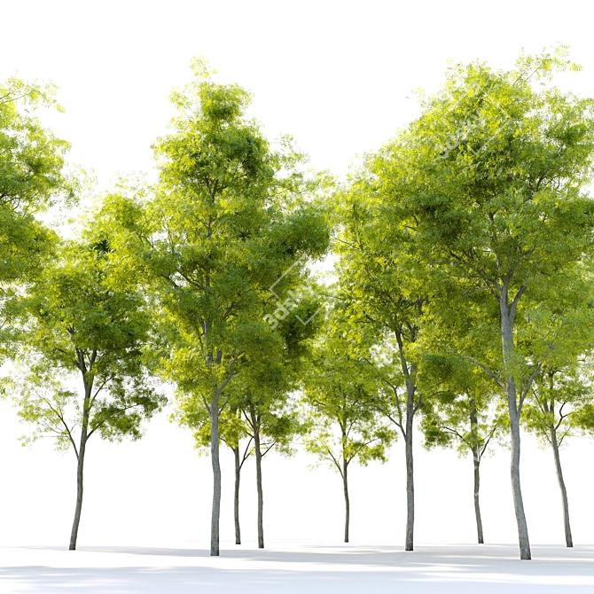 Water Wattle Tree: Acacia retinodes 3D model image 3