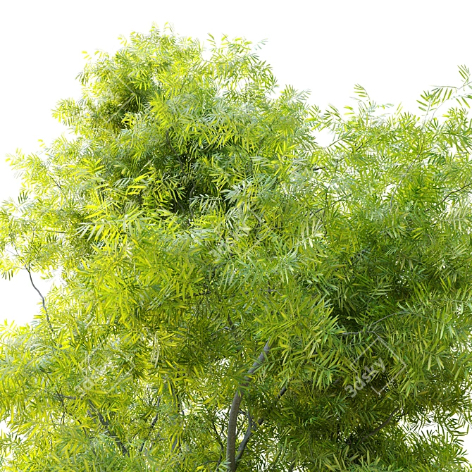 Water Wattle Tree: Acacia retinodes 3D model image 4