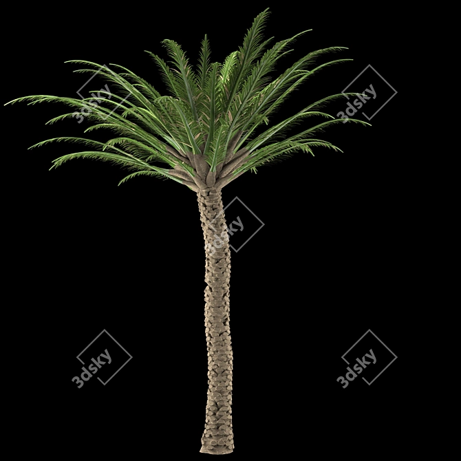 Trio Tree Set: Palm & Pine 3D model image 3