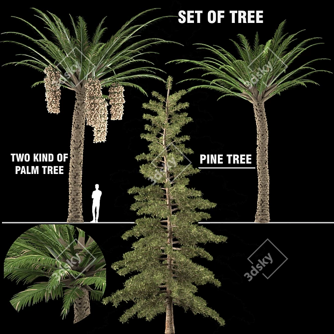 Trio Tree Set: Palm & Pine 3D model image 7