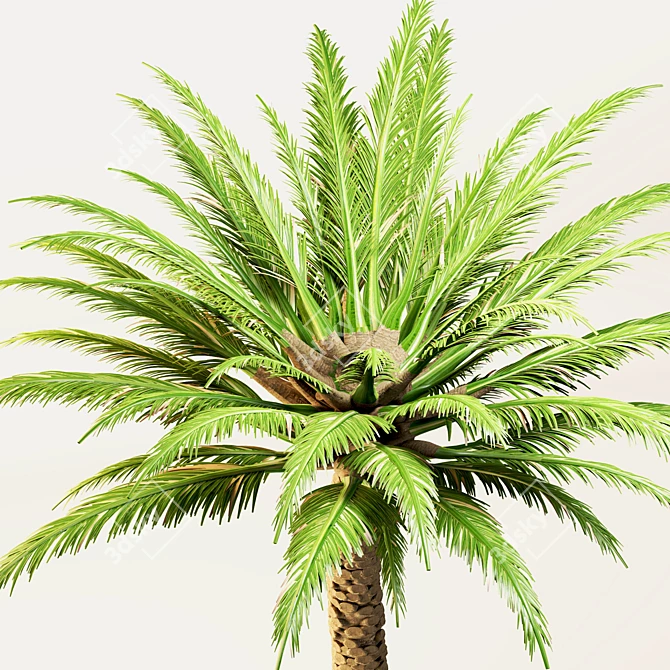 Trio Tree Set: Palm & Pine 3D model image 11