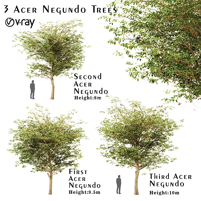 Set of Acer Negundo Trees 3D model image 1