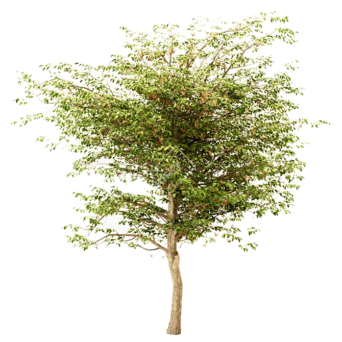 Set of Acer Negundo Trees 3D model image 4