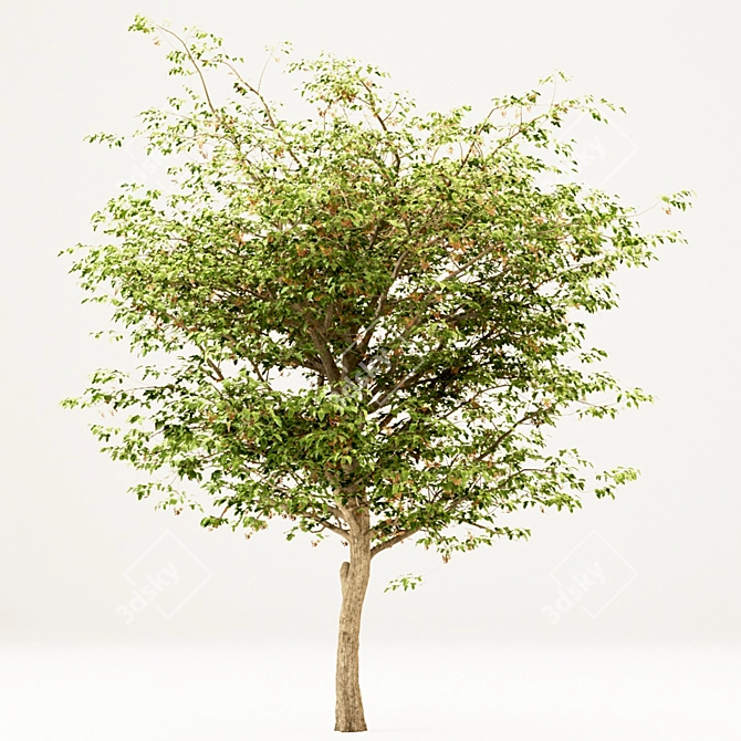 Set of Acer Negundo Trees 3D model image 5