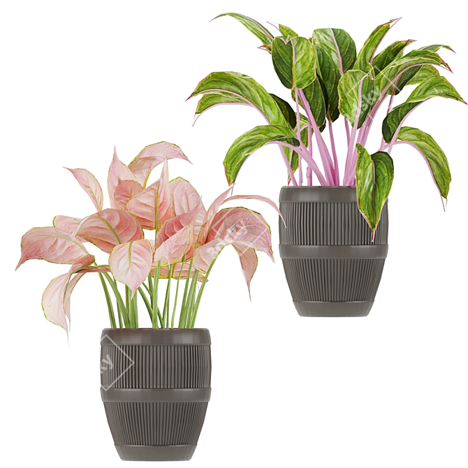 Exquisite Aglaonema Collection: Tivoli, Lucky Red, Maria 3D model image 3