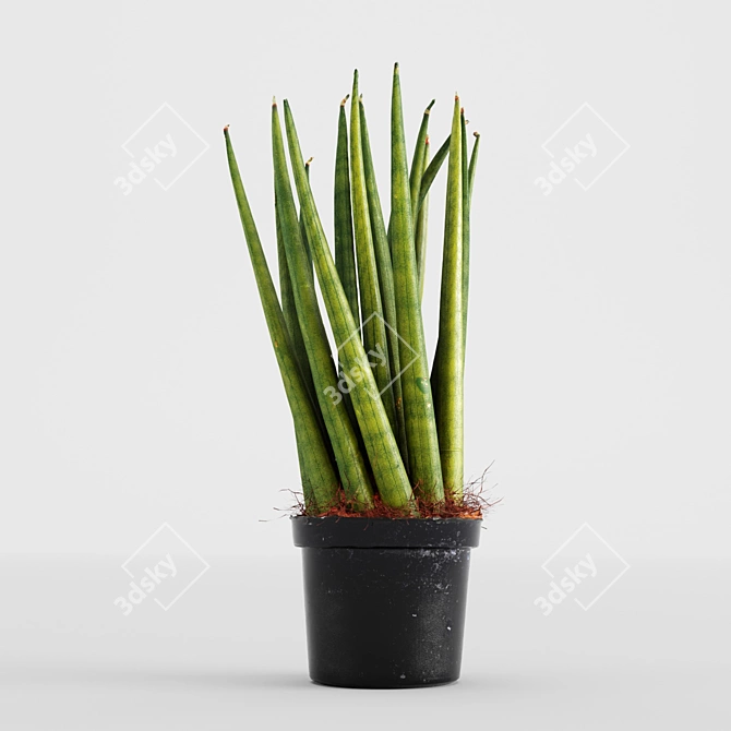 3D Scanned Sansevieria Cylindrica Plant 3D model image 2