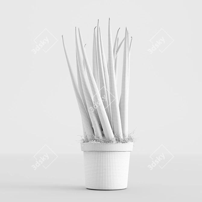 3D Scanned Sansevieria Cylindrica Plant 3D model image 3