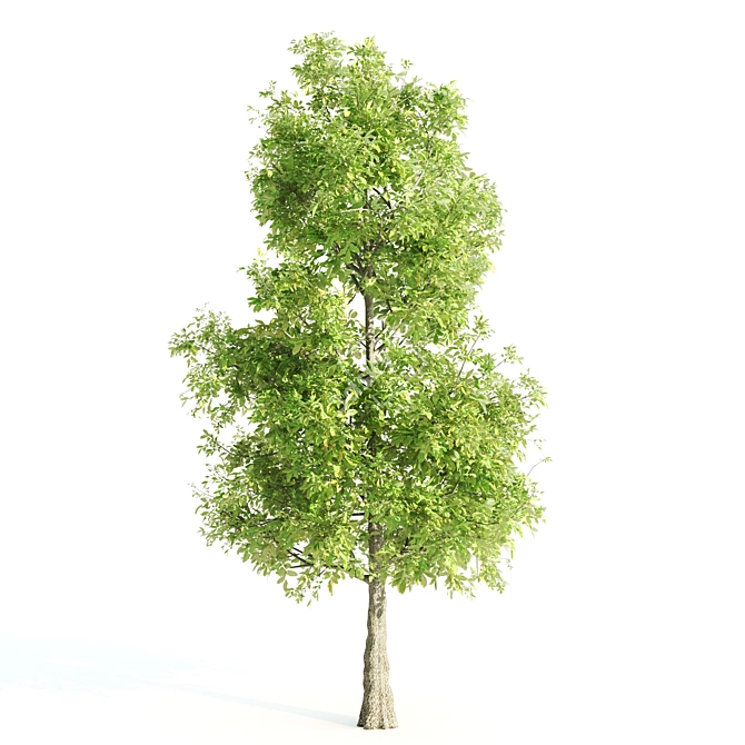 Nature's Trio: Laurus, Acacia & Sorrel Trees 3D model image 3