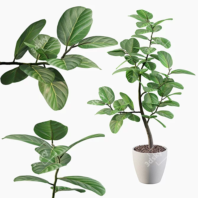 Exquisite Ficus Benghalensis Collection 3D model image 1