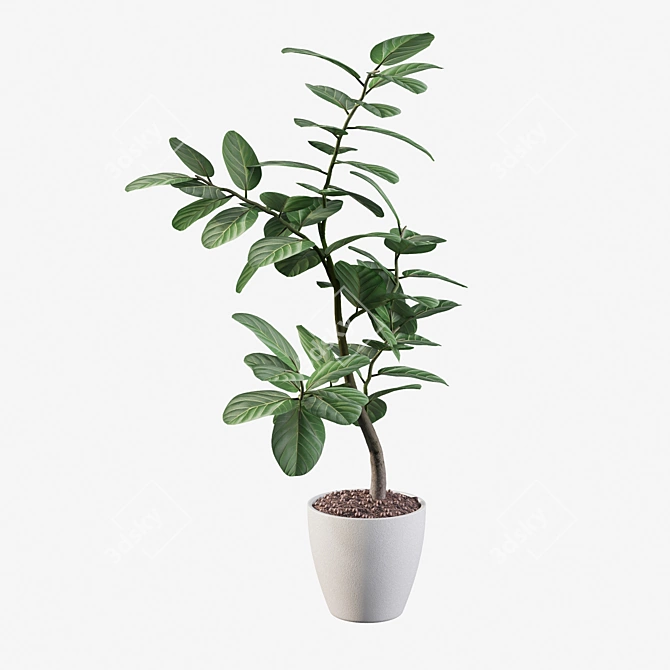 Exquisite Ficus Benghalensis Collection 3D model image 3