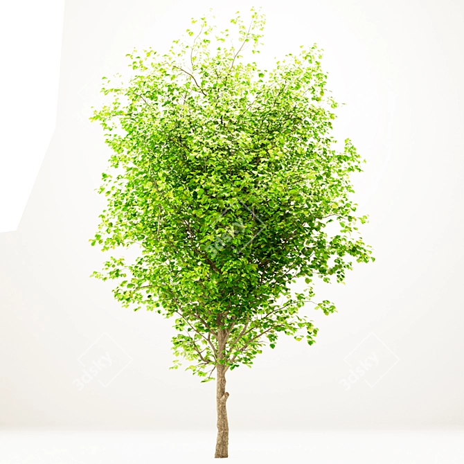 Gorgeous Set of China Tallow Trees 3D model image 2