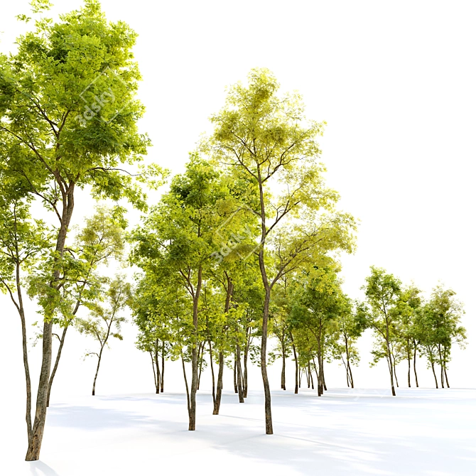 Twin Locust Trees: 12-14m High 3D model image 4