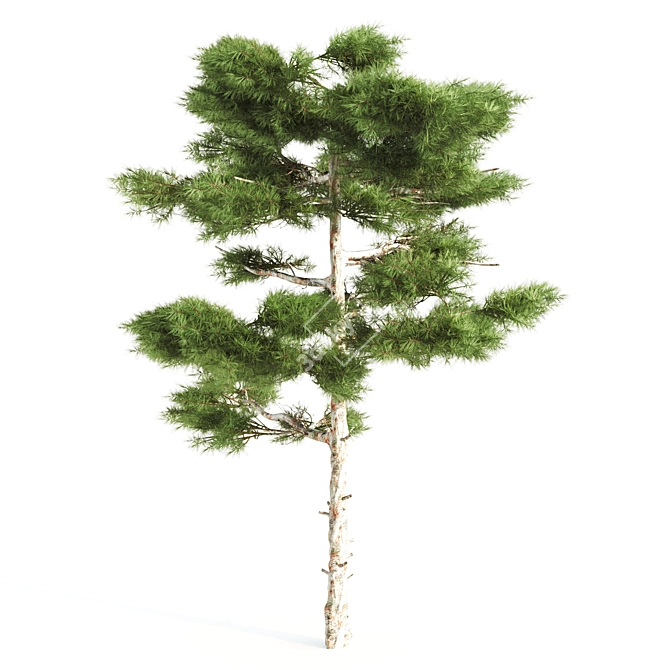 Italian Pine: 8m & Pine: 10m 3D model image 2