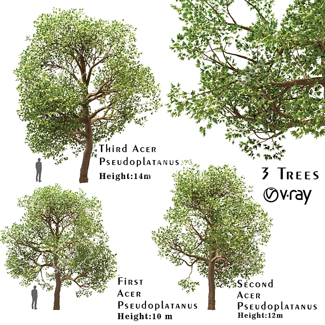 Sycamore Maple Tree Set 3D model image 1