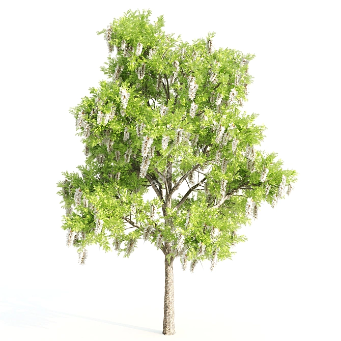 Tall Acacia Trees, 10m Height 3D model image 2