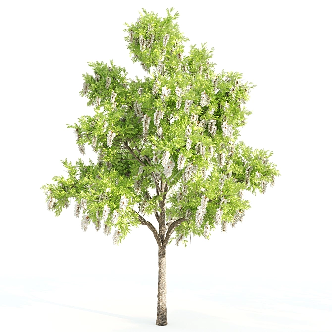 Tall Acacia Trees, 10m Height 3D model image 3