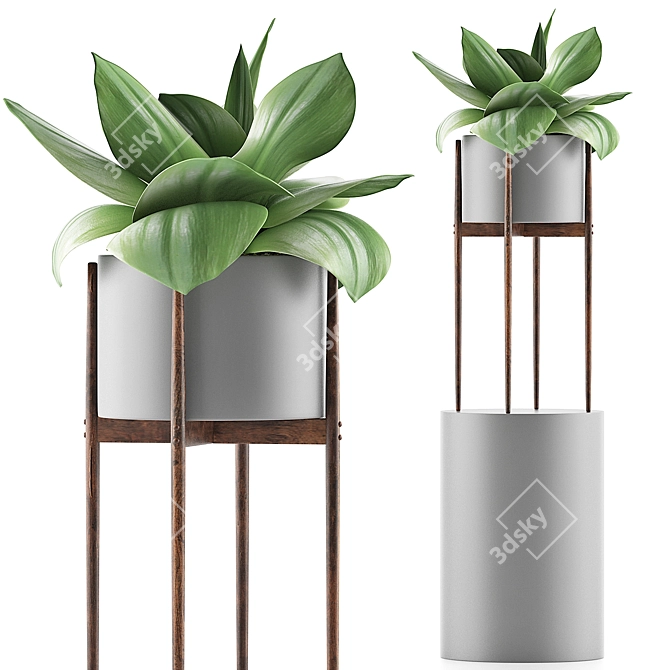 Exotic Agave Plants - 85 Varieties 3D model image 1