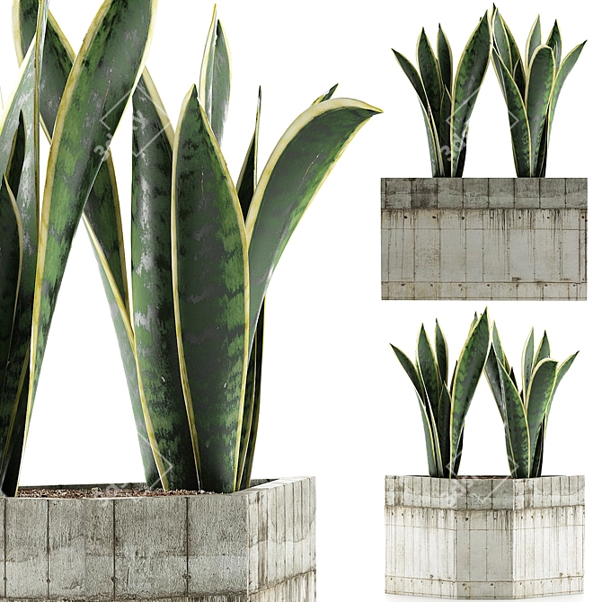 Exotic Plants Collection: Sansevieria 3D model image 1