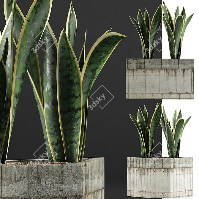 Exotic Plants Collection: Sansevieria 3D model image 2