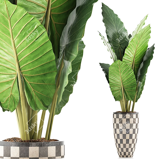 Exotic Jungle Treasures: Alocasia Plant Collection 3D model image 1