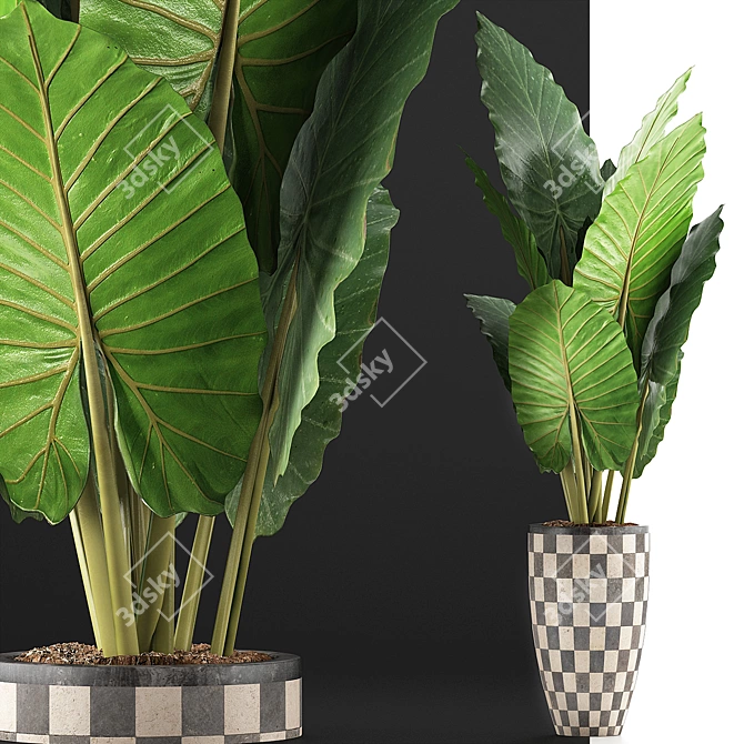 Exotic Jungle Treasures: Alocasia Plant Collection 3D model image 3