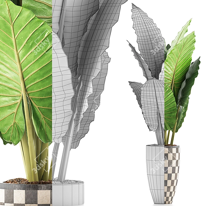 Exotic Jungle Treasures: Alocasia Plant Collection 3D model image 4